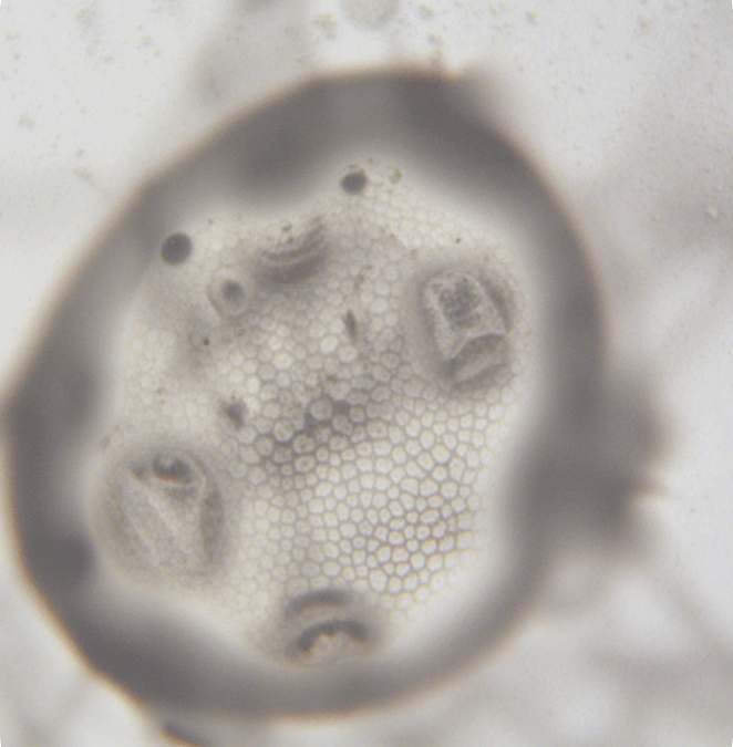 Biosolving Articoli Scientifici Articolo 12 img